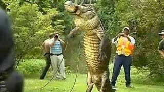 Alligator Eats 80 lbs HUSKY Dog In Front Of Owner 14ft Monster Gator 400 pds Killed For Museum [upl. by Irami]