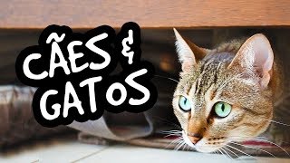 Como fazer aproximação entre cães e gatos [upl. by Akinam389]