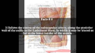 Thoracodorsal nerve Top  5 Facts [upl. by Anson]