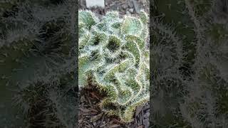 Cacto Cérebro Mammillaria elongata cristata e Austrocylindropuntia subulata cristata [upl. by Aienahs728]