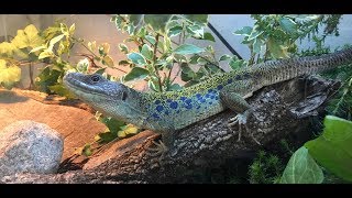 Jeweled Lacerta Gets New Home [upl. by Hiroko]