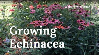 Growing Echinacea [upl. by Charie]