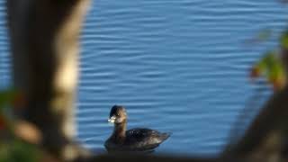 Piedbilled Grebe widescreen [upl. by Einafit]