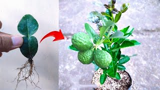 Special skills Grafting a kaffir lime trees from kaffir lime leaves in pot [upl. by Aihsei344]