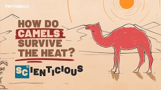 How do camels stay cool  Scienticious  Episode 8 [upl. by Meeker]