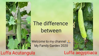 The difference between Luffa acutangula and Luffa aegyptiaca [upl. by Fotinas]