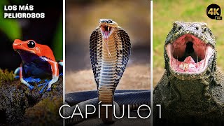 Los Animales Más Peligrosos  Capítulo 1  Documentales Completos en Español [upl. by Lynea]