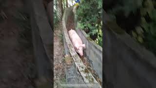 Creative Way To Load Pigs Via A Concrete Channel [upl. by Leduar125]