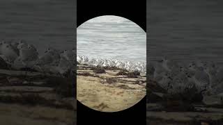 Sanderlings scampering on the beach at Ryde Isle of Wight [upl. by Ainsley]