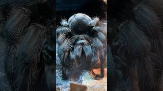 I love her big fangs 🖤Grammostola pulchra „Pearl“🖤tarantula tarantulafeeding new shorts wow [upl. by Ettenuahs]