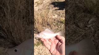 Yellowbelly Golden Perch catch and release [upl. by Gnov]