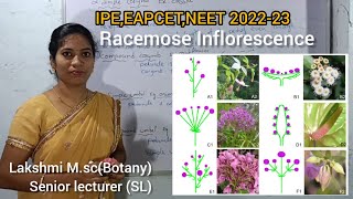 Racemose inflorescence EM in telugu explanationBipc 1st year 11class IPEEAPCETNEET 202223 [upl. by Ecinehs]