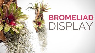 Make a hanging Bromeliad display [upl. by Yancy]