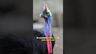 Cassowary  The Deadliest Bird [upl. by Alejandra]