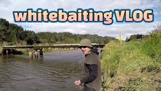 Whitebaiting NZ VLOG Nice WhiteBait RunsOnlanders Mucking around On The River [upl. by Euqinu]