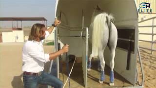 Trailer Loading  How to Fix Anything with Horses presented by Elite Horsemanship [upl. by Gerita385]