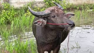 The buffalo in the water  Le buffle dans leau  Thailand  Sakon Nakhon [upl. by Nitaf340]