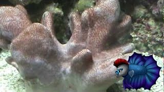 My Leather Coral is SheddingNormal Behavior [upl. by Amyas]