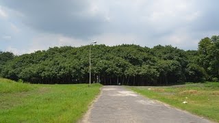 The Great Banyan  Widest tree in the world at Indian Botanic Garden Howrah KOlkata [upl. by Hike186]