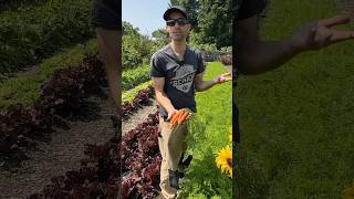 Optimize yields🥕 w this tip regenerativeagriculture notillgardening agroecology gardeningtips [upl. by Wilbert145]