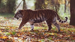 Best Tiger Roar Sound amp Growling in Forest Latest Video Full HD [upl. by Winn]