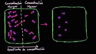 Difusión  Membranas y transporte  Biología  Khan Academy en Español [upl. by Perlman]