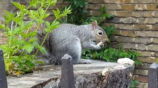 Close up of Squirrel Gnawing on Bark to File Down Clean amp Sharpen Teeth [upl. by Eizzil]