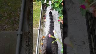 LuCa drinking from the gutter 4 Burrrrrp 😸🤩  Luca trinkt aus der Dachrinne 4 katze cat [upl. by Ruperta]