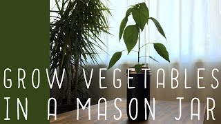 Mason Jar Hydroponics cheap easy DIY [upl. by Myer880]