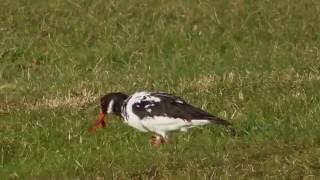 Leucistic Oystercatcher [upl. by Pansy]