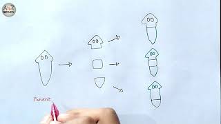 Regeneration in Planaria  Fragmentation in Planaria Diagram  Biology Diagram [upl. by Anerb]