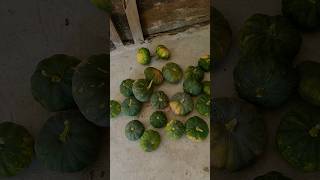 Life cycle of pumpkin and harvesting large amount from few plants 🎃🎃village farmer shorts [upl. by Haidej214]