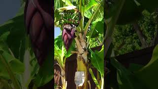 How to Grow Bananas in Your Backyard Garden – Easy Tips and Tricks [upl. by Cuthbertson]