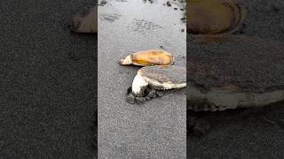 Razor Clam Digging a Hole [upl. by Eisenstark]