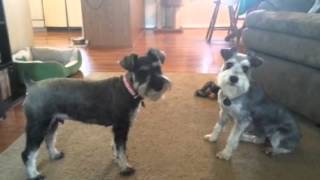 Mini schnauzers playing [upl. by Lash]