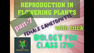 FEMALE GAMETOPHYTE BIOLOGY FOR CLASS 12TH FEMALE GAMETOPHYTE IN FLOWERING PLANTS [upl. by Sandi]