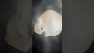 Come check the making of this skull on my channel 3dprinter stl skull halloween [upl. by Sartin908]