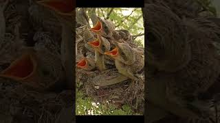 bird baby on edge of nest shorts [upl. by Deedee]