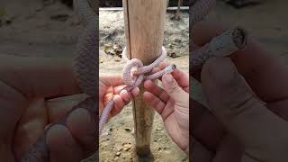 Rope knots rope tricks knots butterfly knots alpine knot rope hacks [upl. by Nnayelhsa621]