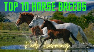 Learn All About Horses The Perfect Channel for Kids I Horses for Kids I Top 10 Horse Breeds [upl. by Llirrehs]