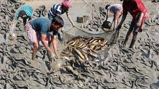 Catfish Catching in Mud Water By Hand  Amazing Fish Fishing lots of Fishes [upl. by Hagep]