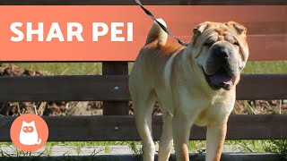 SHAR PEI 🐶🐾 Caring for the Wrinkliest Dog [upl. by Jacky]