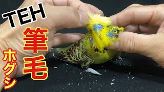 【インコ】THE 筆毛ホグシ〜pin feather removal〜続編 [upl. by Yleik]