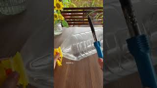 Beautiful garden flowers plants in bottle flower diy garden home gardenplants [upl. by Zanlog]