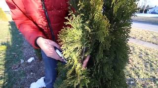 How to Prune Your Arborvitaes Like a Pro [upl. by Rhonda]