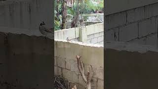 Spotted yellow vented bulbul [upl. by Kan]