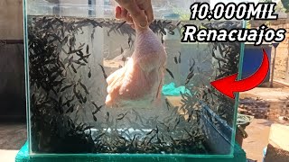 10000 MIL Renacuajos VS Una Pata de Pollo😱 [upl. by Delmar275]