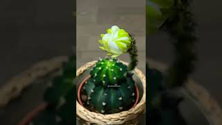 Echinopsis subdenudata cactus flower timelapse shorts [upl. by Aicatsal]