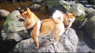 Shiba inu at the waterfall [upl. by Skip]