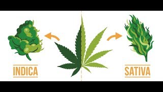 Indica vs Sativa Does it even matter [upl. by Suaeddaht242]